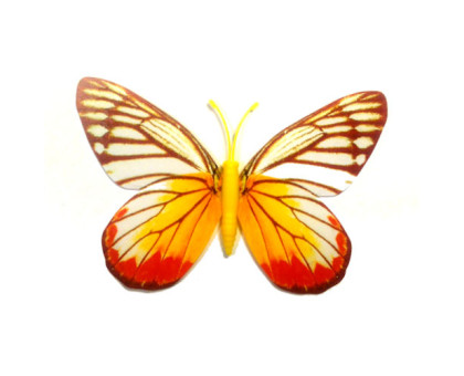 Drugelis šviečiantis tamsoje N559; 8x9cm