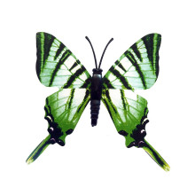 Drugelis šviečiantis tamsoje N204; 8x8cm