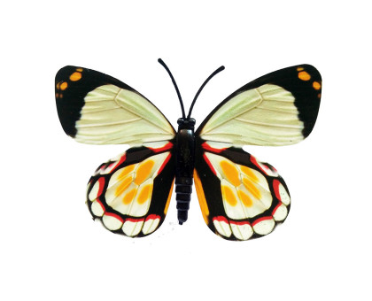 Drugelis šviečiantis tamsoje N202; 8x6cm