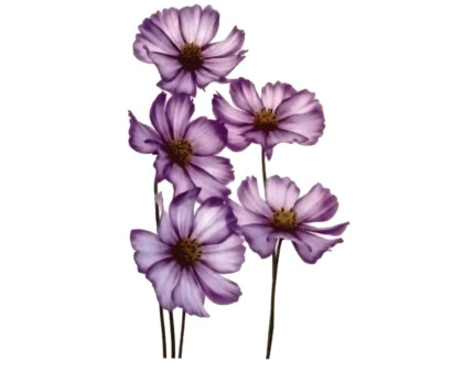 Laikina tatuiruotė Gėlės 007; 10x6cm