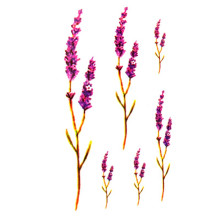 Laikina tatuiruotė Augalai NN042; 10x6cm